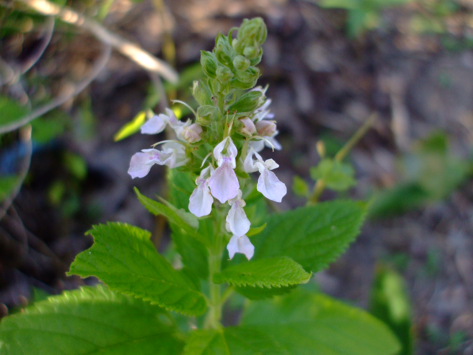 Teucrium canadense